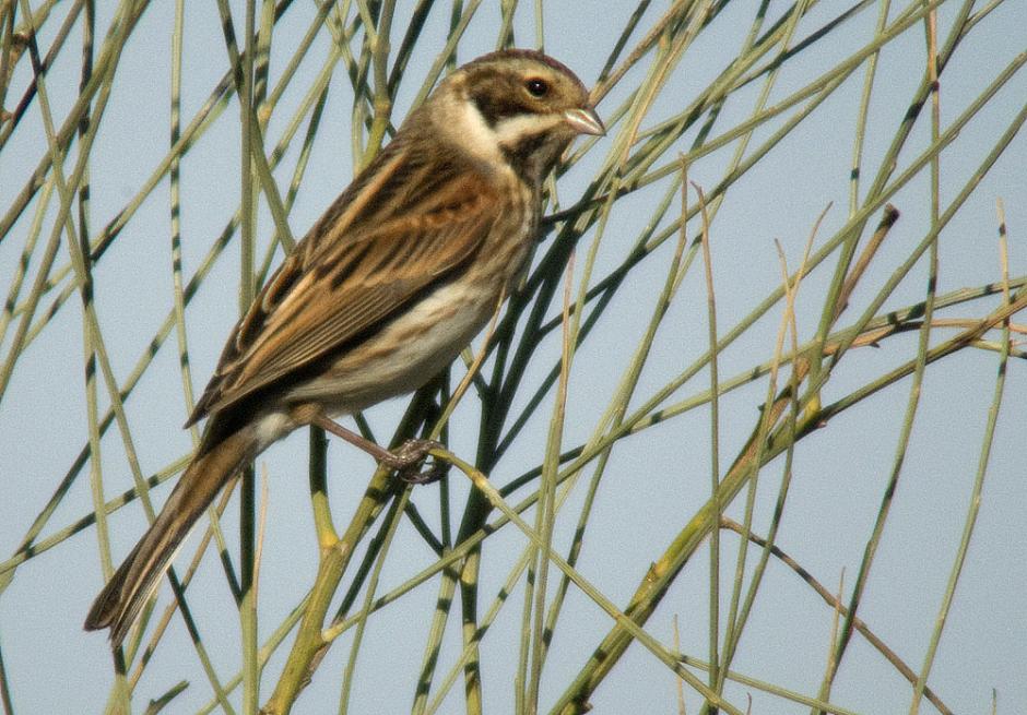 emberiza schoeniclus schoeniclus