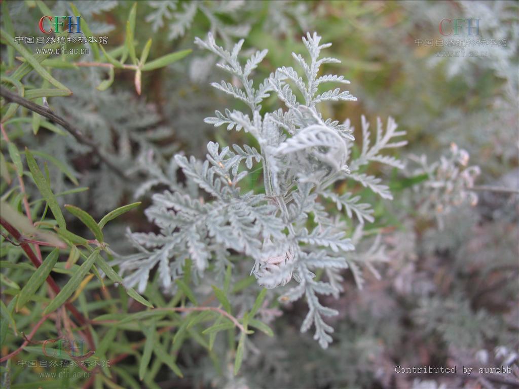  p>白莲蒿(学名: i>artemisia sacrorum ledeb.
