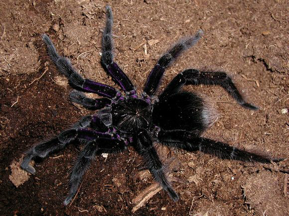 玻利维亚钢铁蓝蜘蛛