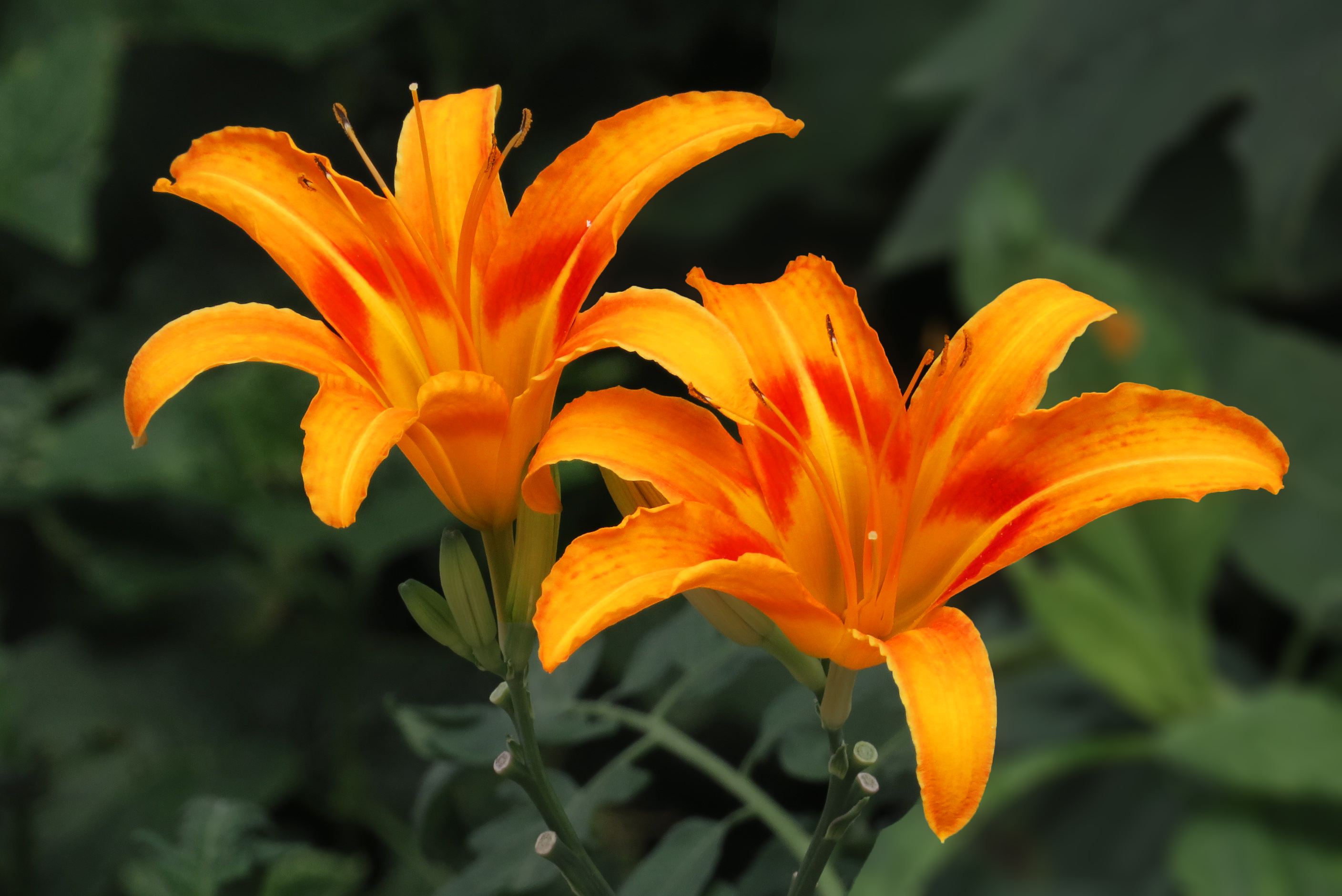 hemerocallis lilioasphodelus linn.