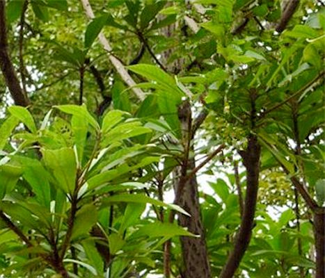  p>北油丹(学名: i>alseodaphnopsis hainanensis /i> (merr.) h. w.