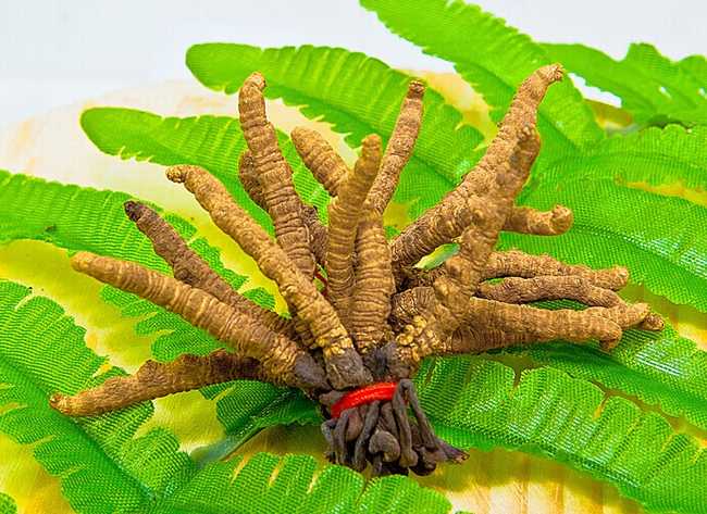  p>亚香棒虫草又名 a target="_blank" href="/item/古尼虫草/1001845