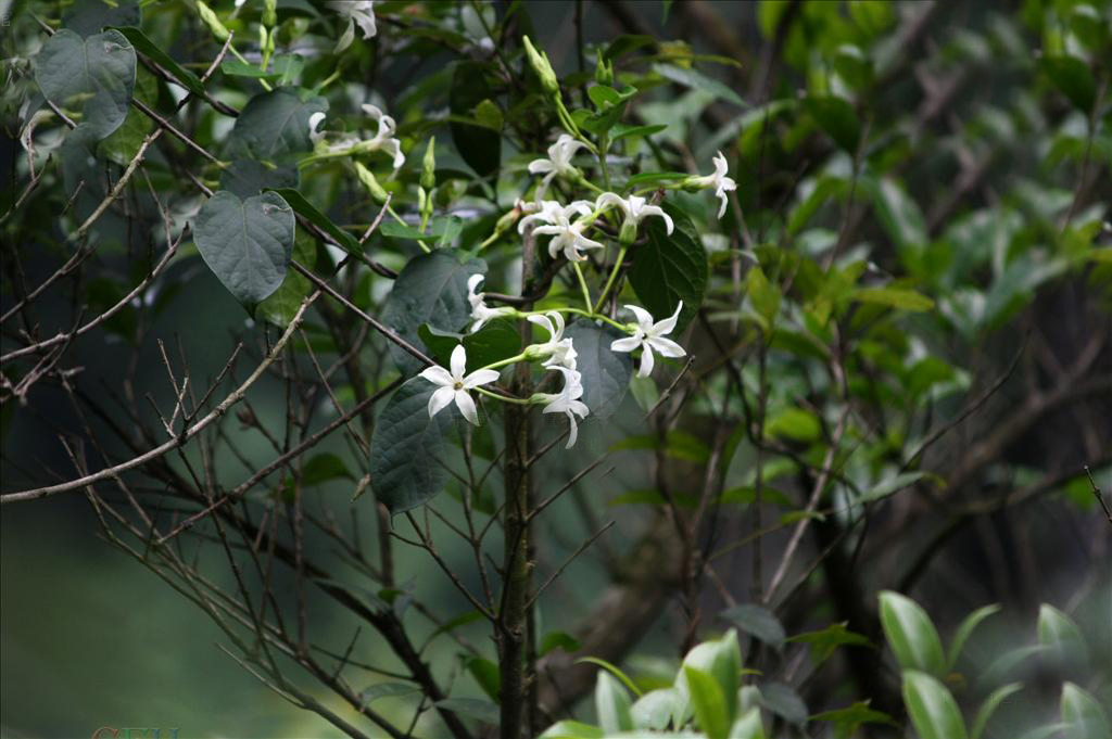  p>黑鳗藤(学名: i>stephanotis mucronata /i> (blanco) merr.
