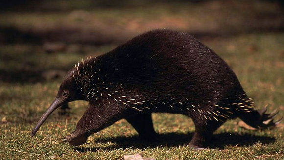 阿滕伯勒长喙针鼹鼠