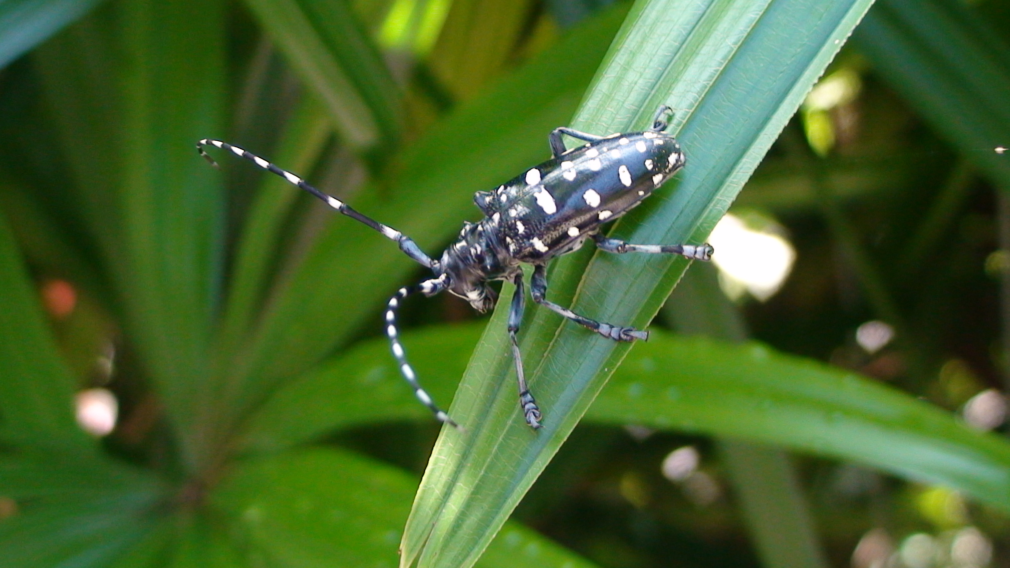  p>云斑天牛(学名: i>batocera horsfieldi  /i>),是天牛科,白条天牛