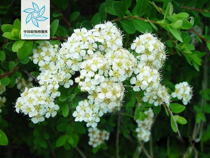  p>蒙古绣线菊(学名: i>spiraea mongolica /i> maxim.