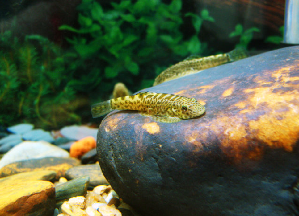  p>拟硬刺高原鳅, i>triplophysa pseudoscleroptera  /i>(s. q.