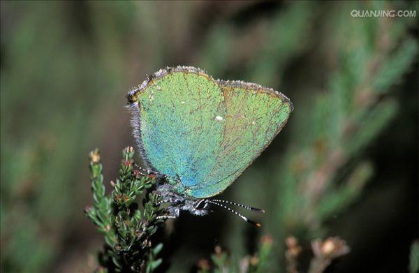 绿灰蝶