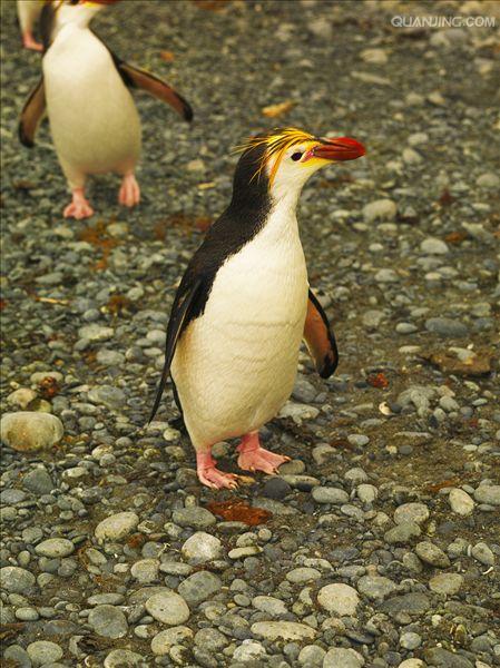  p>皇家企鹅(学名: i>eudyptes schlegeli /i>)是企鹅科,冠企鹅属动物