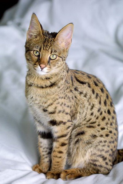  p>热带草原猫(学名: i>felis catus /i> ×  i>leptailurus serval 