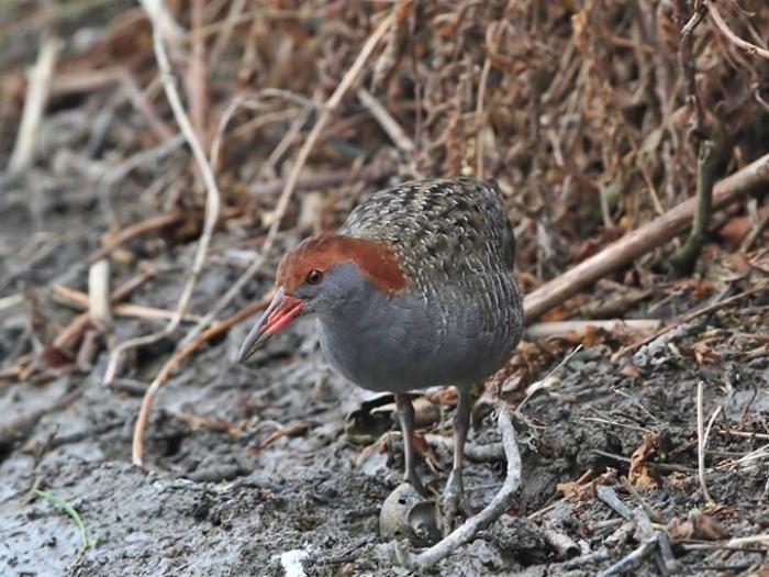  p>灰胸林秧鸡是一种中小型涉禽,隶属于鹤形目秧鸡科,主要分布于巴西