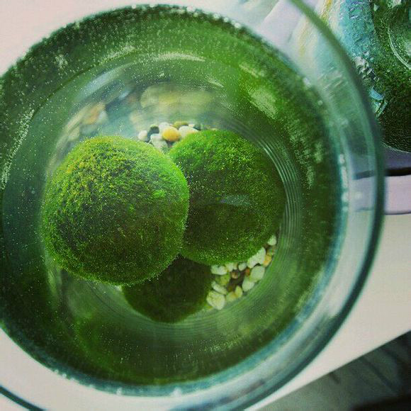 小球藻 全网资源