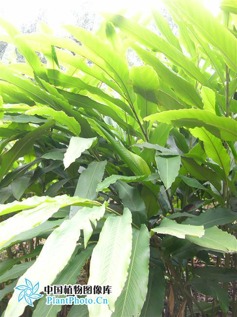  p>海南山姜( a target="_blank" href="/item/学名/8074290" data