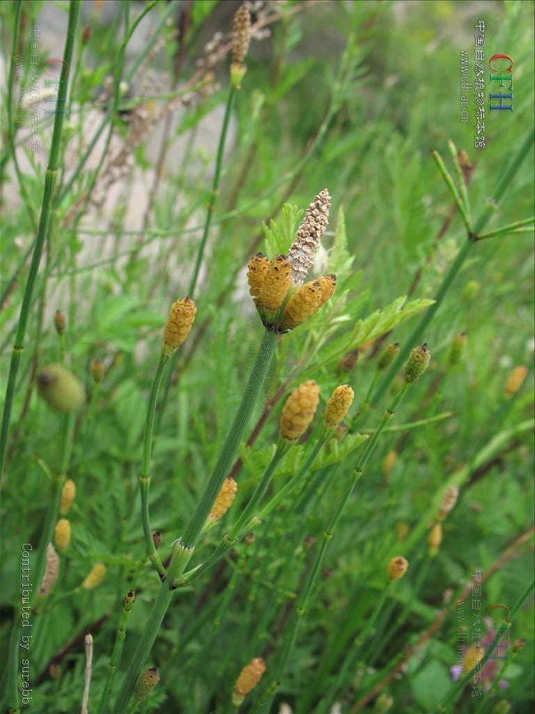 horsetails