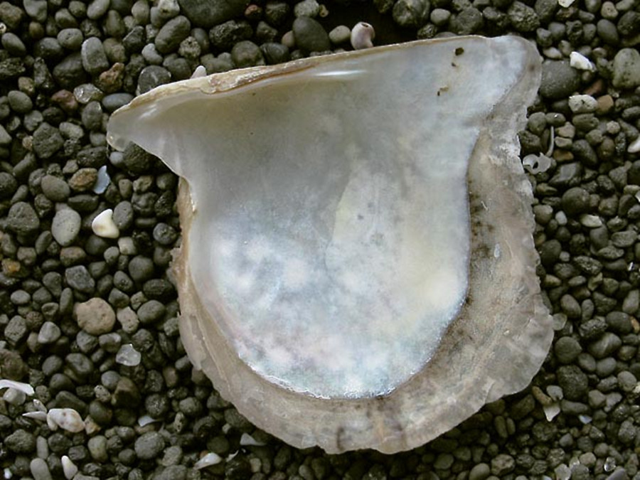  p data-id="gnar4k0b38">又称合浦珠母贝.