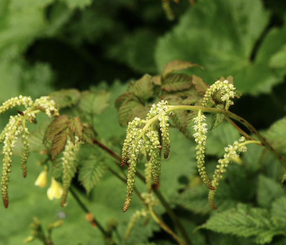  p>贡山假升麻(学名: i>aruncus gombalanus /i> hand.-mazz.