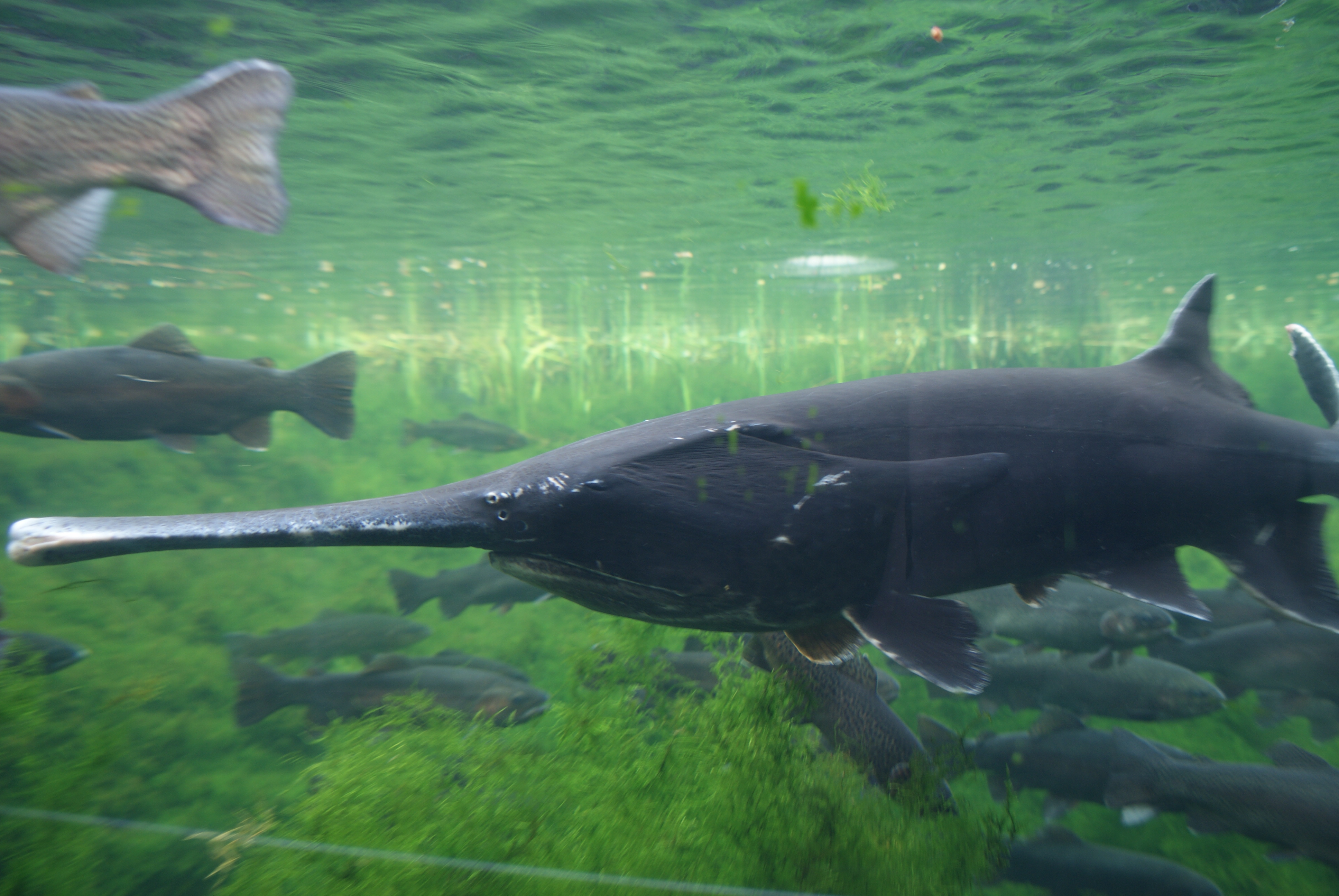  p>长吻鲟(学名: i>polyodon spathula /i>)是长吻鲟科,长吻鲟属鱼类.