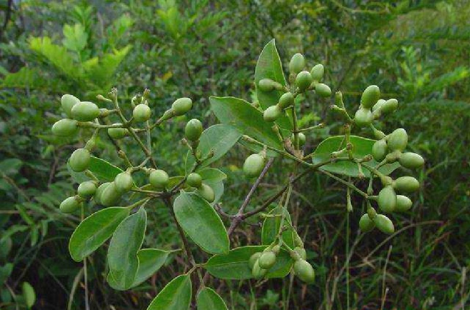  p>清香藤(拉丁文jasminum lanceolarium roxb),是木犀科, a href="#"