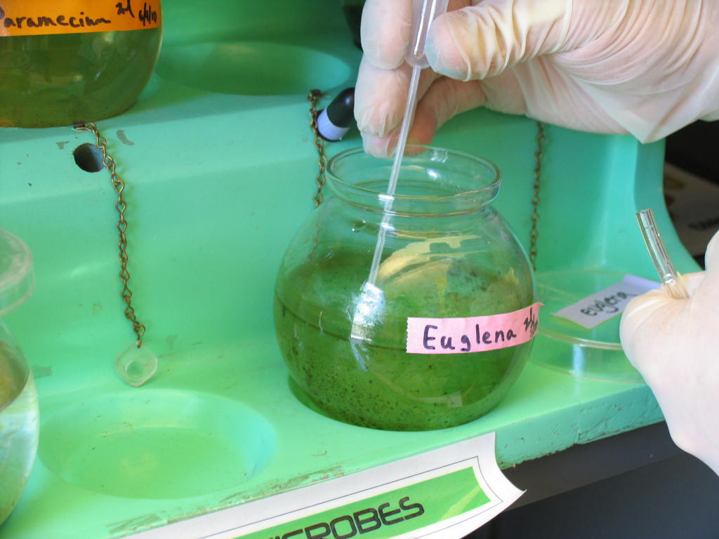 data-lemmaid="1796332">眼虫属 /a>生物的统称,在植物学中称裸藻