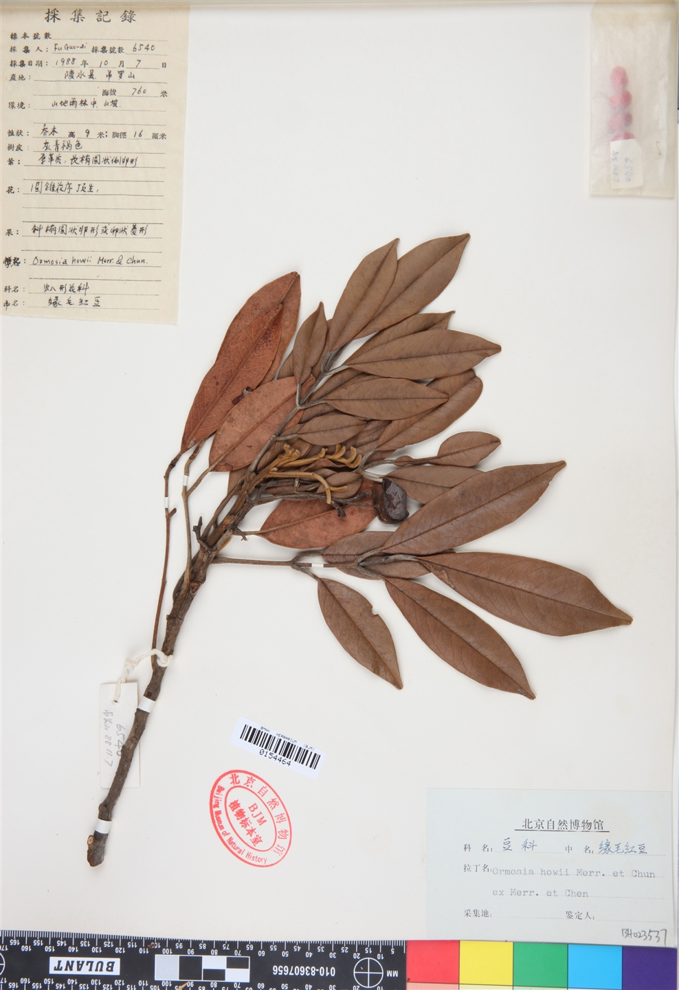  p>缘毛红豆(学名: i>ormosia howii /i> merr.