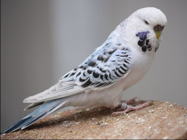  p>虎皮鹦鹉(学名: i>melopsittacus undulatus /i>)是鹦形目鹦鹉科的