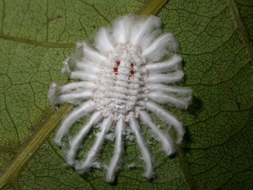  p>埃及吹棉介壳虫的成虫,若虫可为害叶片及枝条,群聚吸食汁液,导致