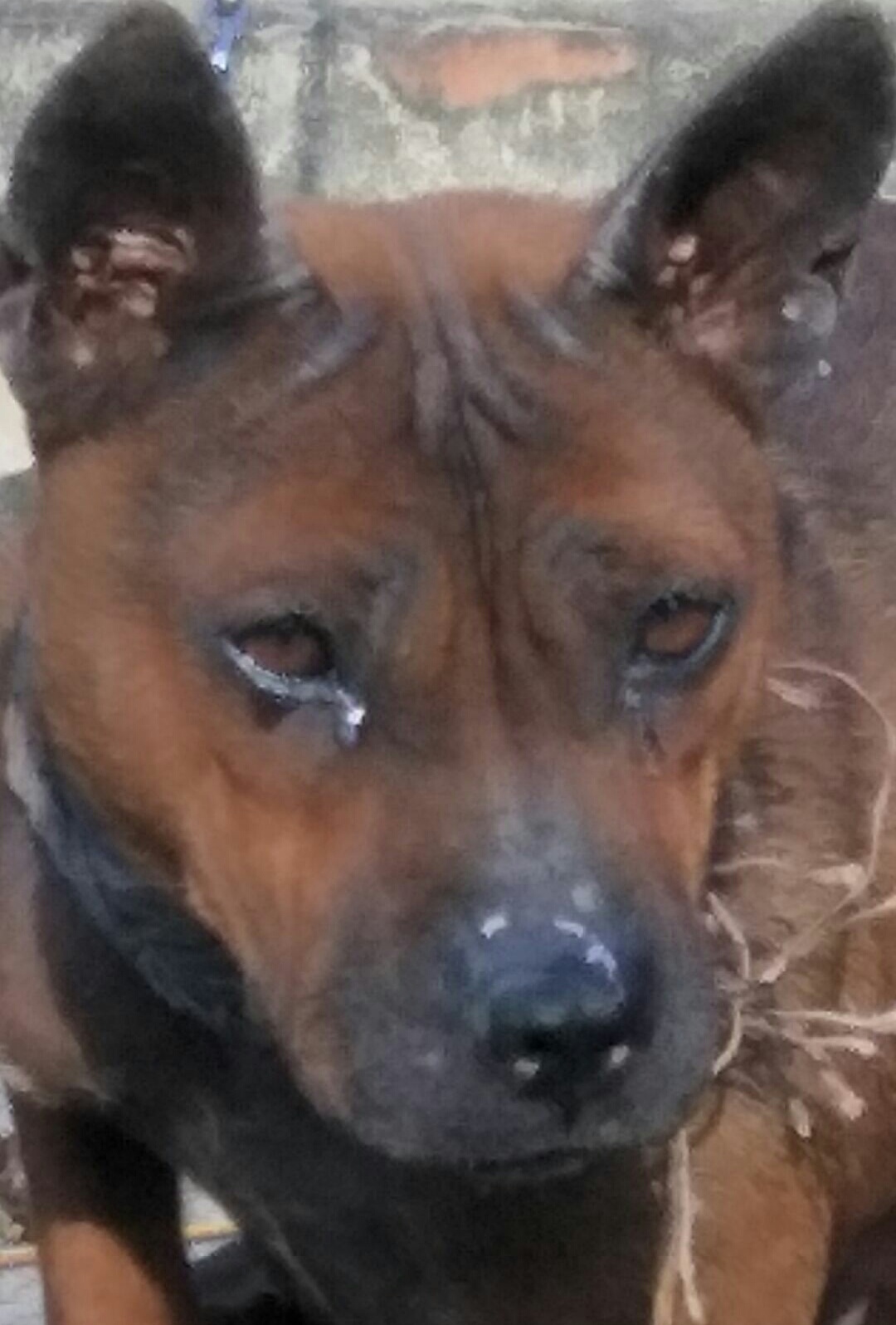  p>山狗又称川东犬,川东猎犬,邻水狗,竹狗,足狗,撵山狗,赶山狗,阴山狗