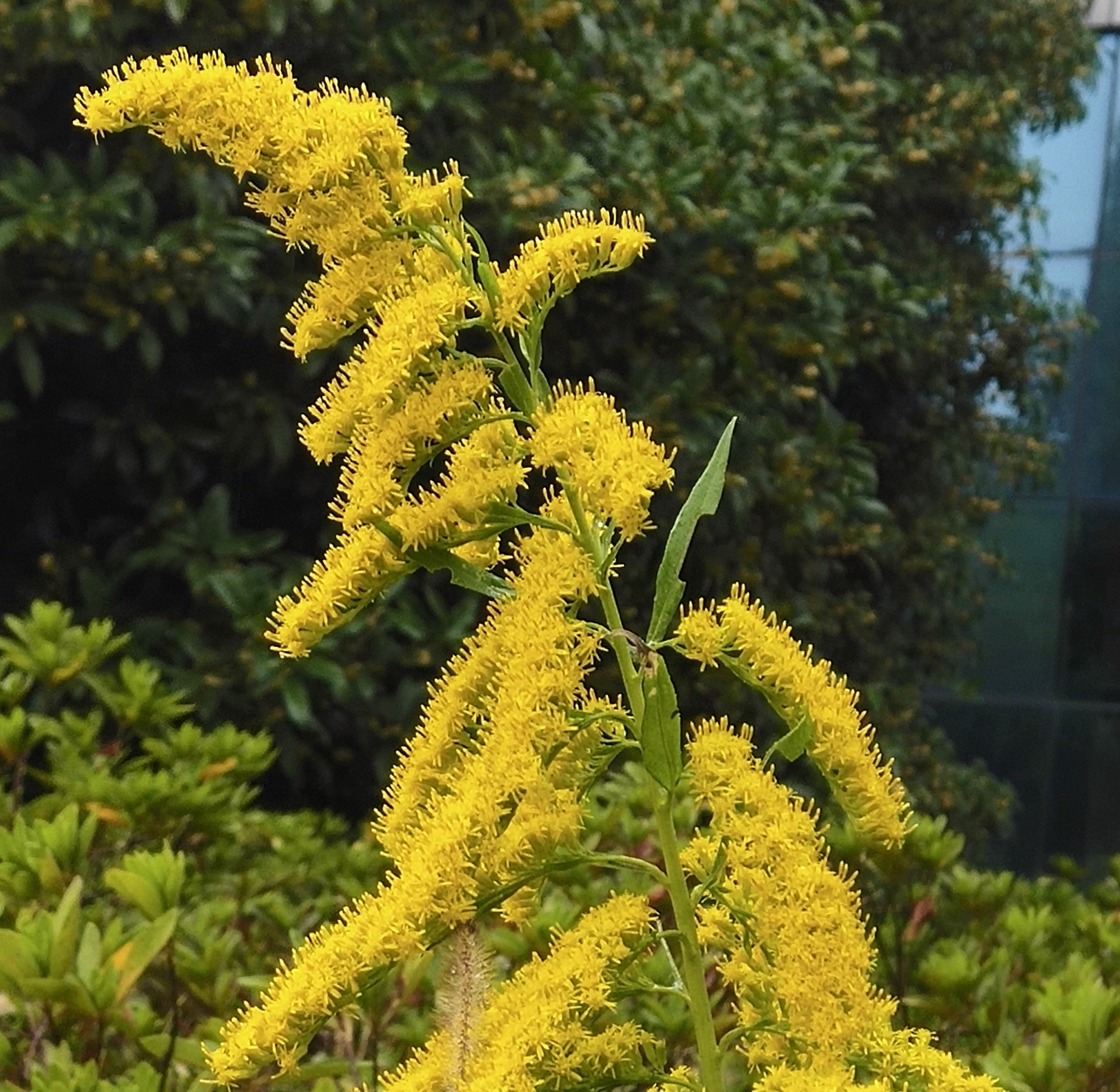  p>一枝黄花(学名: b> i>solidago /i> /b> i>  /i> b> i>decurrens  