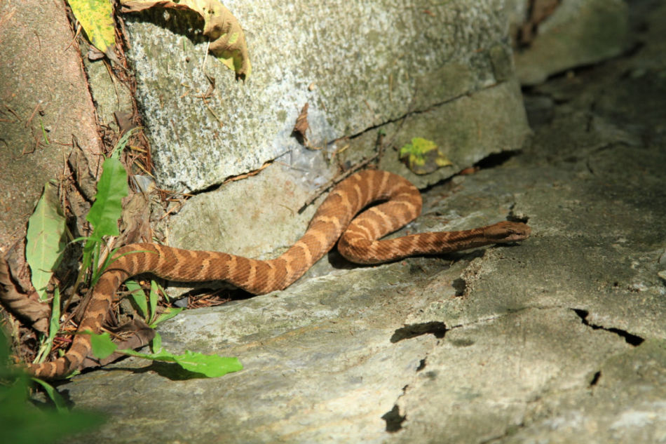 agkistrodon /i>)是 a target="_blank" href="/item/蛇亚目/967494"