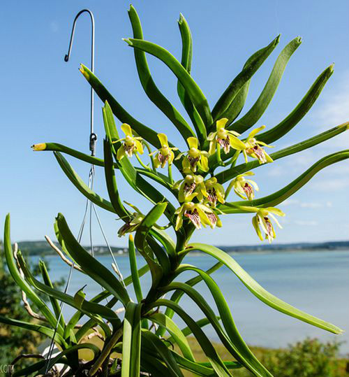  p>垂头万代 b>兰 /b>(拉丁学名: i>vanda alpina /i> lindl.