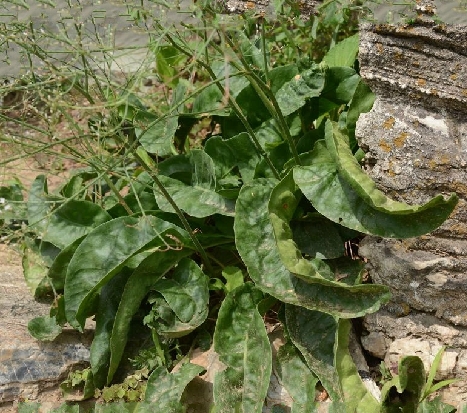  p>大叶补血草(学名: i>limonium gmelinii /i> (willd.