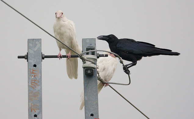  p data-id="gnwflxbdc9">白乌鸦,顾名思义——白色的乌鸦.