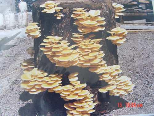  p>扁担杆伞锈菌,属锈菌目,柄锈科,拉丁名为ravenelia atrides. /p>