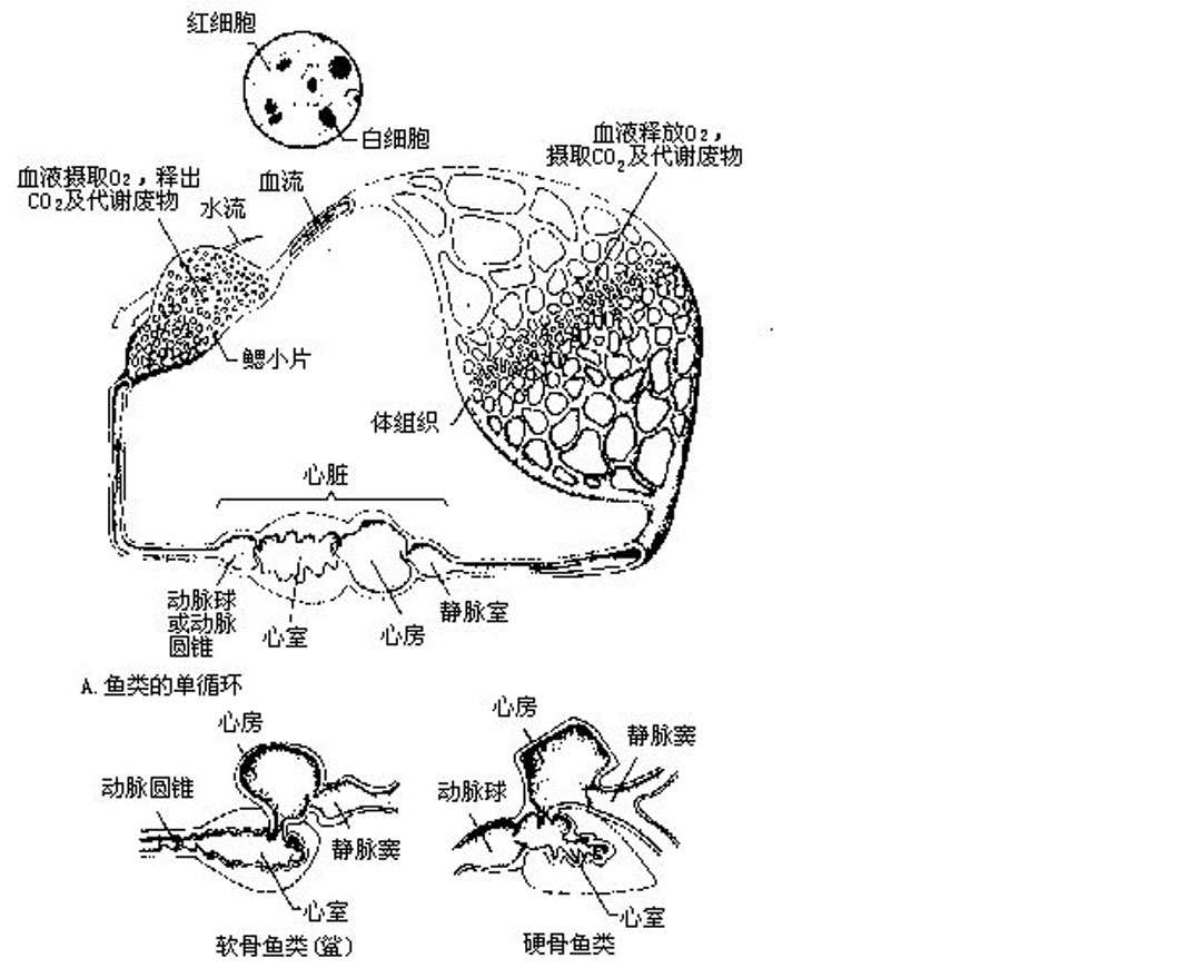  p>每一 a target="_blank" href="/item/鳃丝/5655566" data-lemmaid