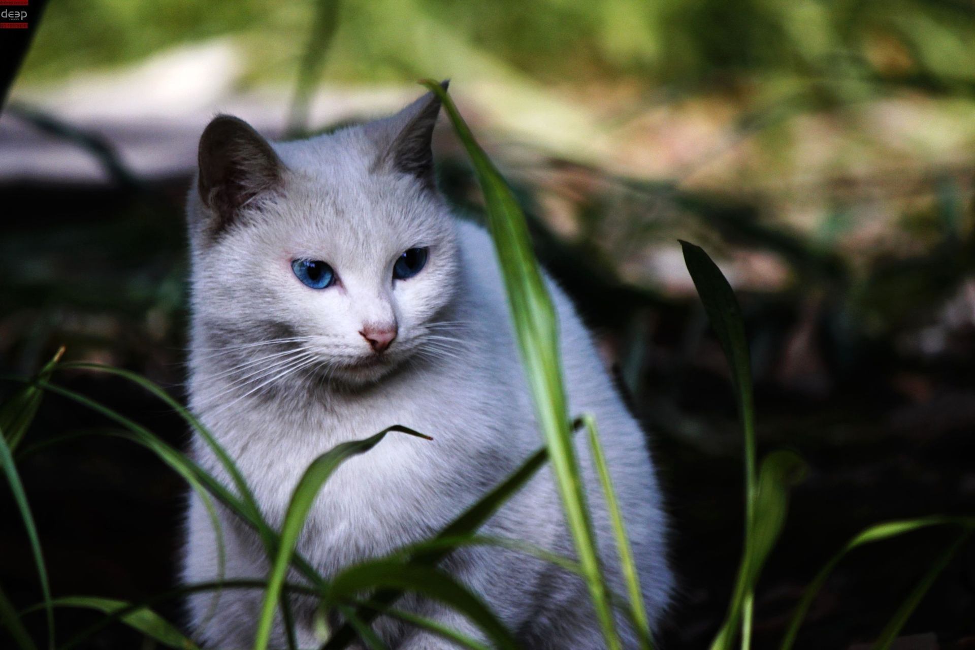 蓝眼白猫