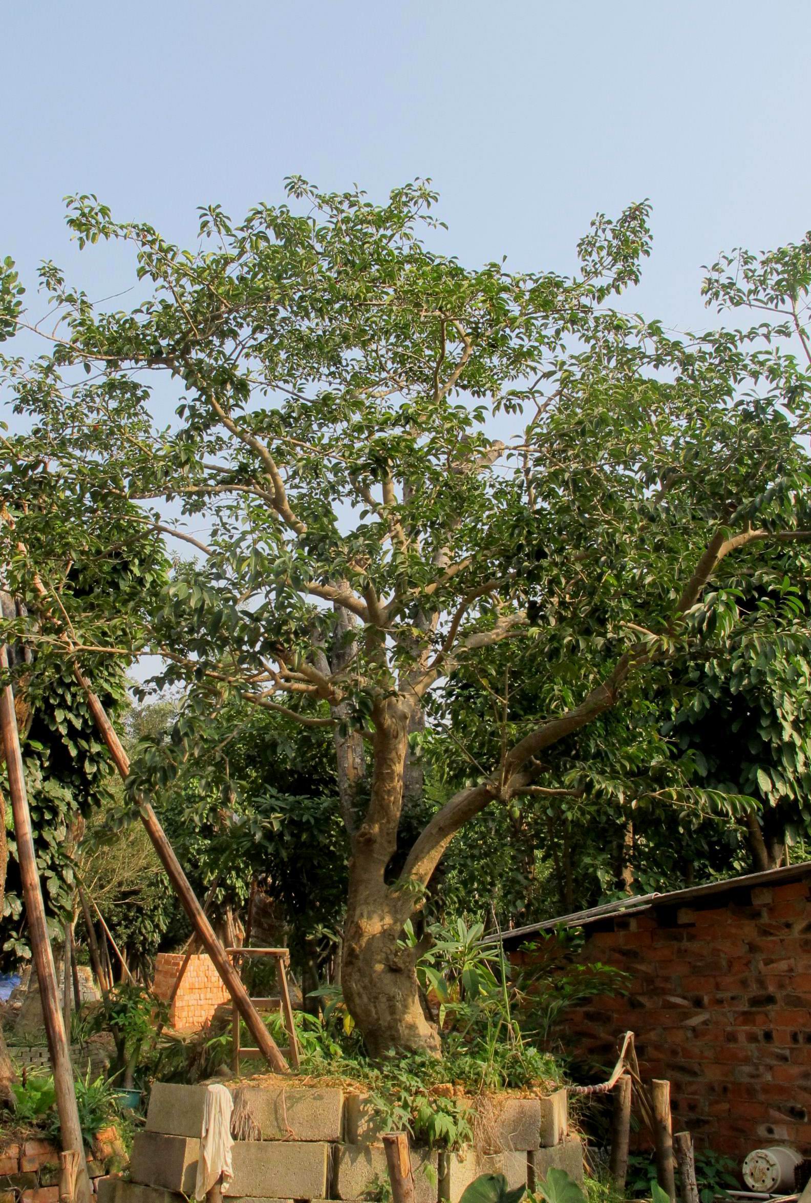  p>铁冬青(ilex rotunda thunb)是 a target="_blank" href="/item