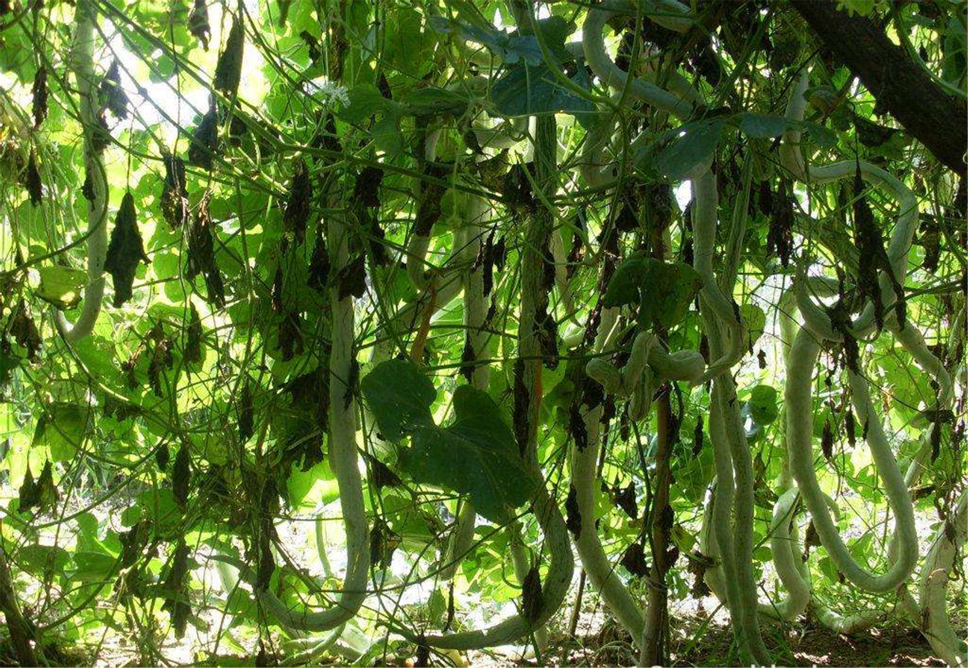  p>蛇瓜(拉丁学名: i>trichosanthes anguina  /i>l.