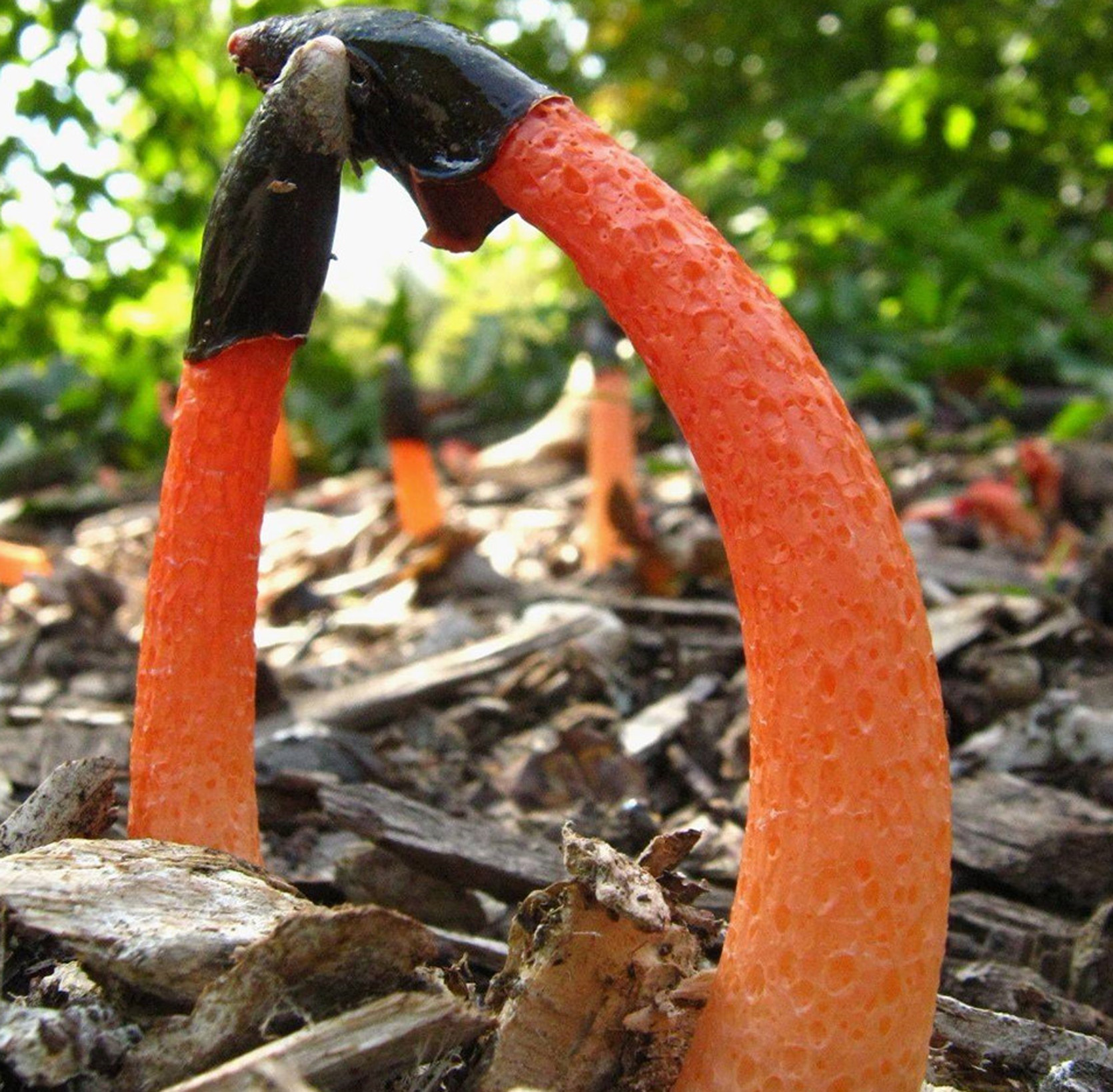  p>蛇头菌学名为"mutinus caninus",可以称得上是最丑陋的菌类.