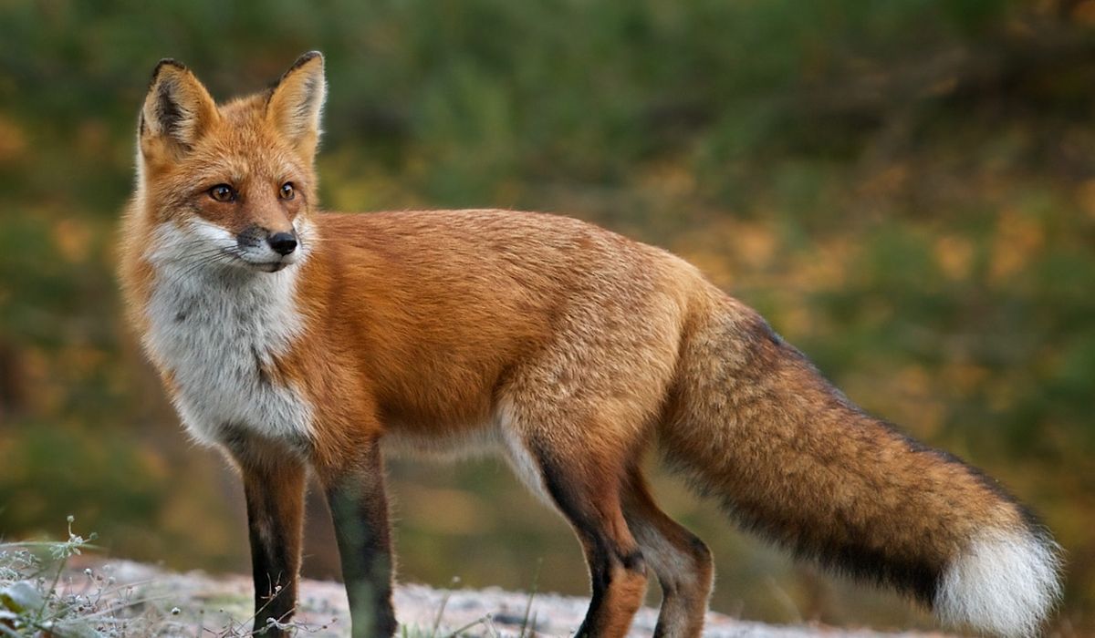 靠一张方脸走红的藏狐 对维持草原生态有突出的贡献 百科ta说