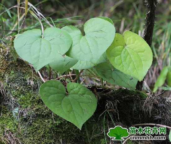  p> b>单叶细辛 /b>(学名: i>asarum himalaicum /i>),为 a href="#">