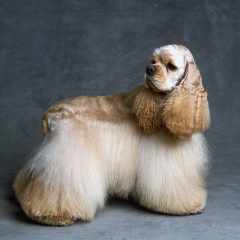  p>美国可卡犬(american cocker spaniel),又称可卡獚,斗鸡獚,斗鸡犬