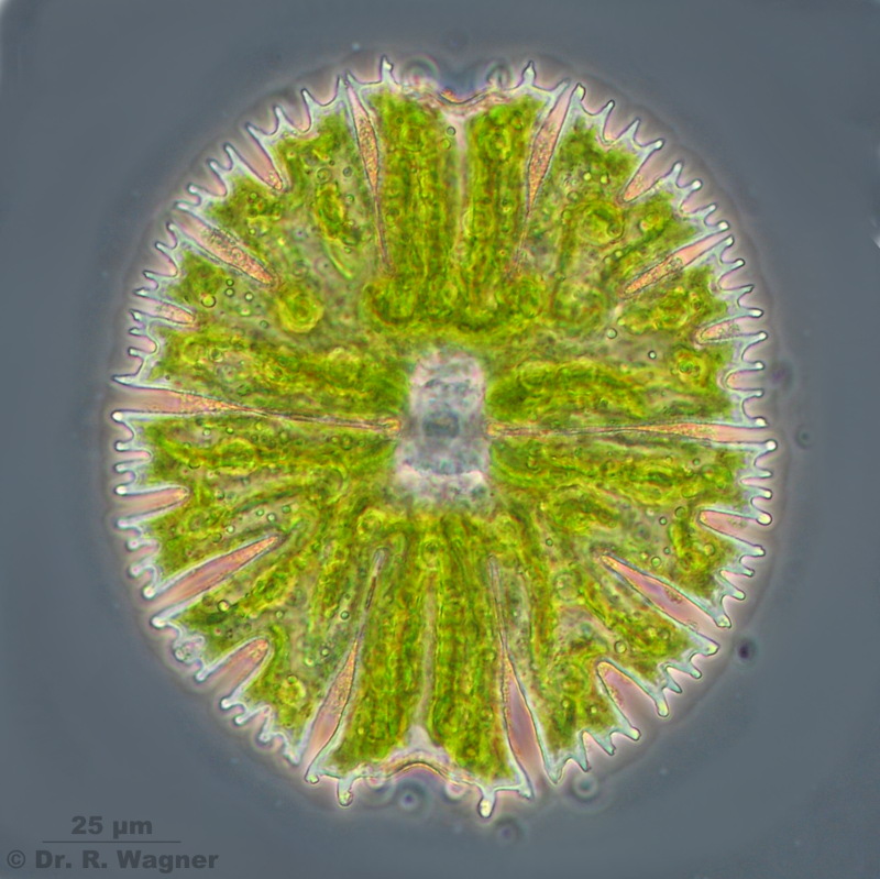  p> a target="_blank" href="/item/双星藻科/6710395" data-lemmaid