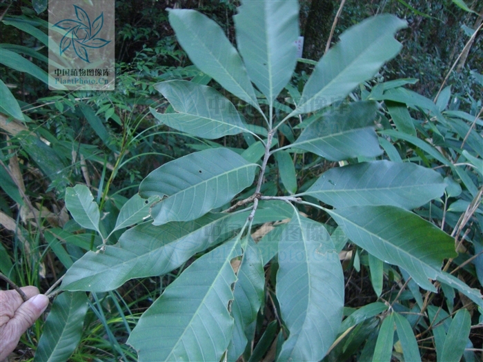  p>大叶青冈(学名: i>cyclobalanopsis jenseniana /i>),常绿 a href=