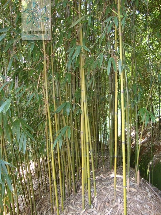  p> a href="#" data-lemmaid="2655498">硬头苦竹 /a>,被子植物,竿高