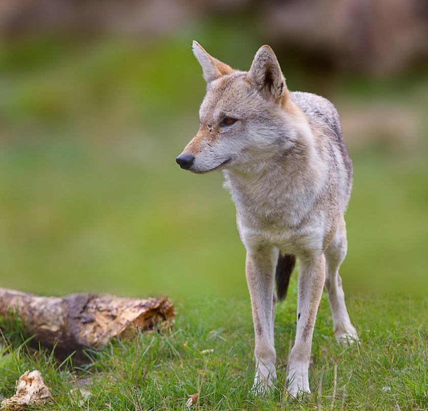  p>非洲狼(学名: i>canis lupaster /i>):是哺乳纲,犬科的物种.