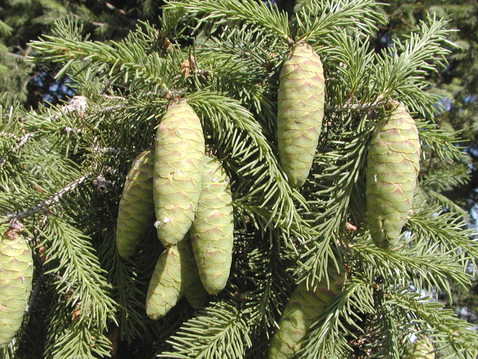 p>黄果冷杉(学名: i>abies /i>  i>recurvata /i> var.
