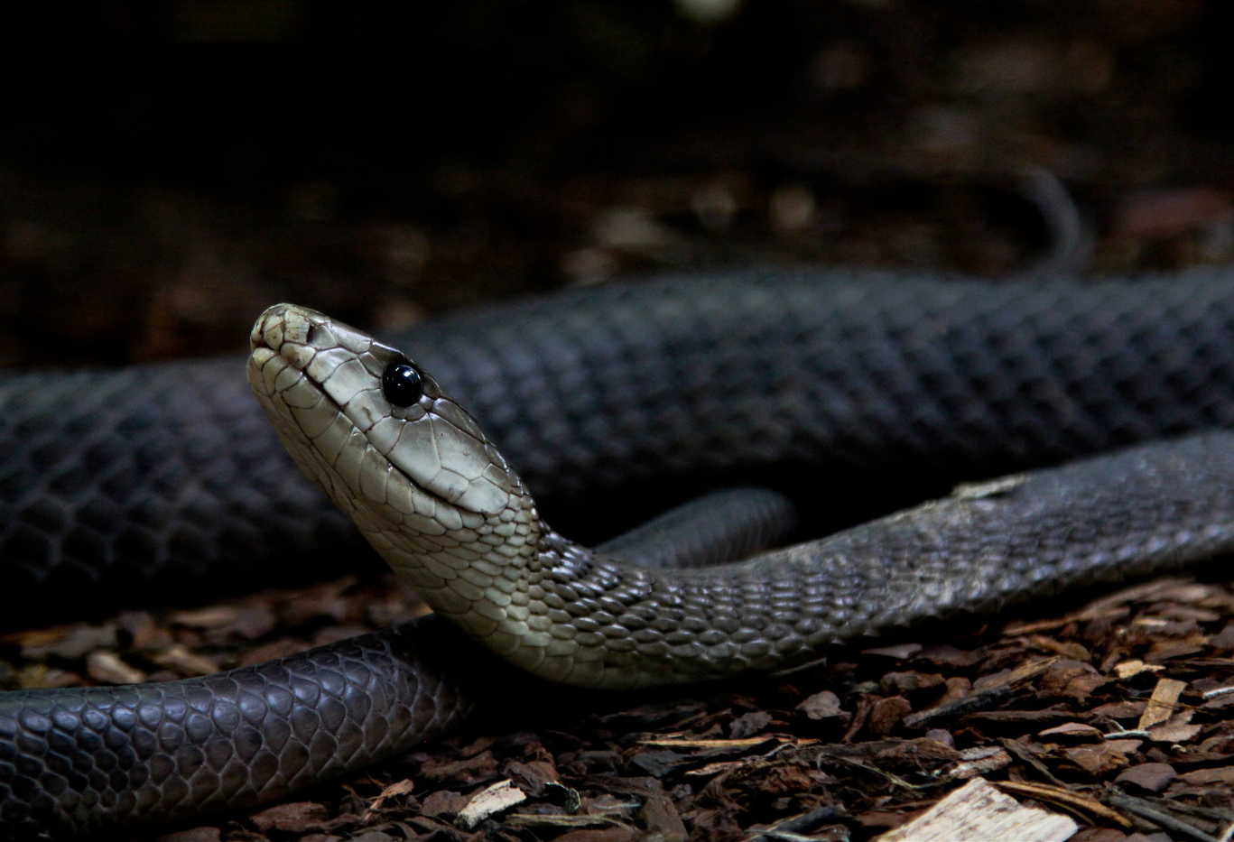 (学名: i>dendroaspis polylepis /i>):是眼镜蛇科,黑曼巴蛇的属毒蛇