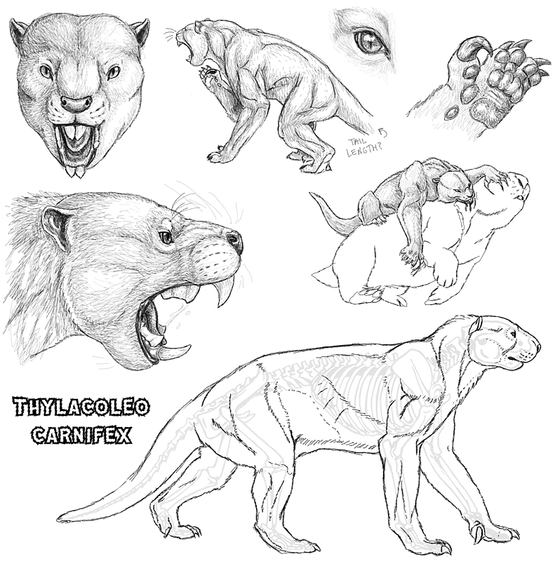  p>袋狮(学名: i>thylacoleo /i>)是一种生活在澳大利亚的 a href="#"