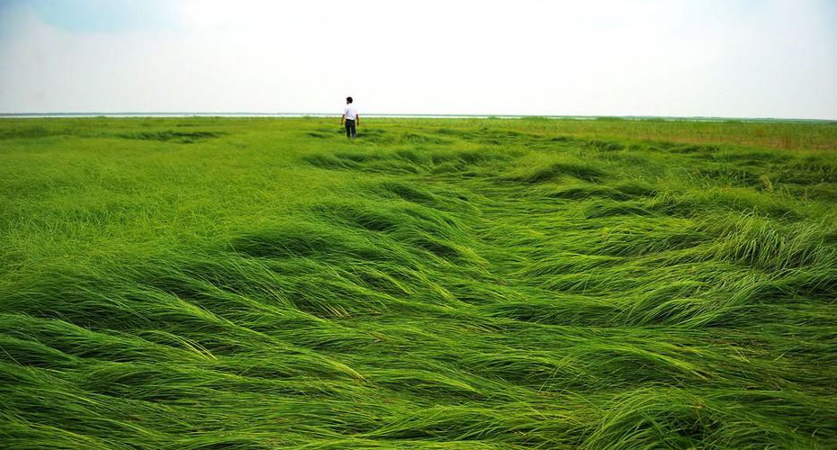  p>鄱阳湖平原,又称豫章平原,鄱阳湖盆地,是南昌盆地的重要部分.