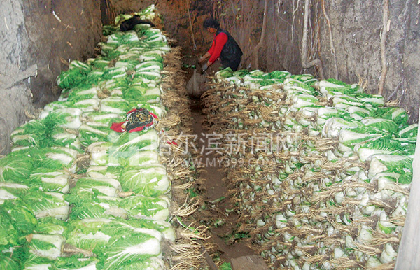  p data-id="gnbl57fpe3">菜窖是冬季用来储存蔬菜的地窖,在中国北方